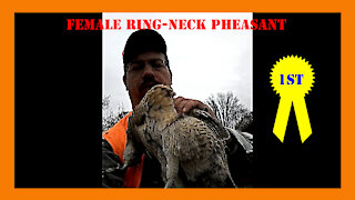 Pennsylvania Pheasant Hunting