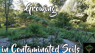 Growing in contaminated soils - discussion and science