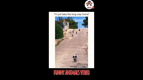 🐾🤣 Animal Antics: The Funniest Pets on the Planet! 😆 Part 6
