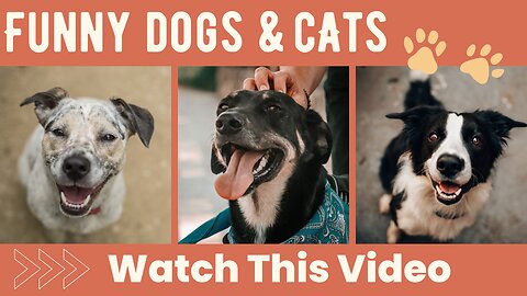 Schwarm von Golden Retriever Welpen,cat and dog funny videos