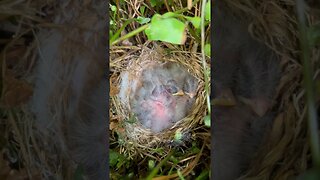 Third update on baby purple finches. These baby birds are growing.