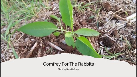 Comfrey For The Rabbits - Planting From Start to Finish.