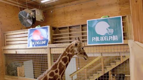 April the giraffe picks the Super Bowl winner