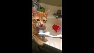 KITTY BRUSHES TEETH!!!!