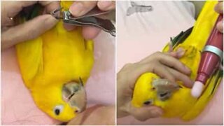 Bird loves to get a manicure