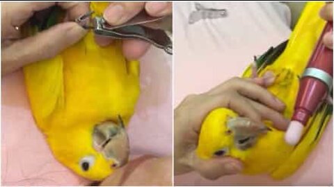 Bird loves to get a manicure