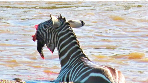 Crocodiles Bite The Face Off Zebra While Crossing Mara River on a Safari in Keny