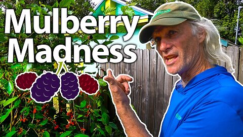 🍇🍇Ever seen Mulberry Production this Heavy?! Jim K. shows off his Berries and New Spinach Types 🥬🍃