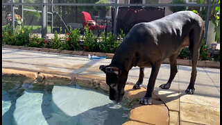 Great Dane Enjoys A Sip From The Pool While Her New Friend Dips