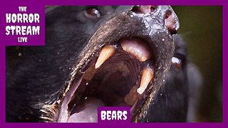 Bear Essentials – Twelve Films Featuring Maulers and Man-Eaters [The B-Movie Film Vault]