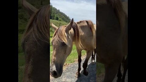 Arthur the Rescue Horse Saying Hello