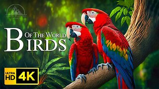 Birds Of The World 4K - Beautiful Wildlife Film With Calming Music