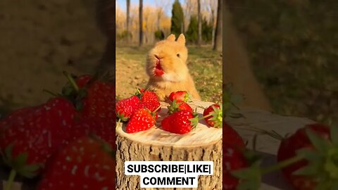 Eating Sound | The bunny is eating #viralvideo #youtubevideo #asmr #food #funnyanimals