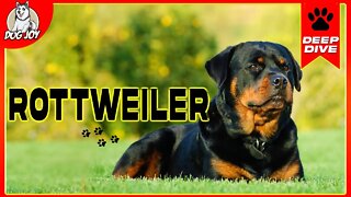 EVERYTHING You Need to Know about the ROTTWEILER