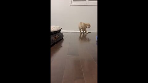 My funny dog enjoy this funny video