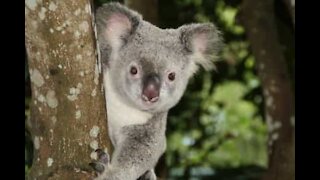 Un combattimento di lotta libera tra koala