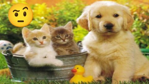 Funny Cats And Puppy Video||Cute And funny Pets Animal Video