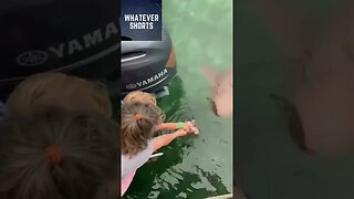 Feeding a shark with an infant sounds like a great idea #shorts #shark #animals #water