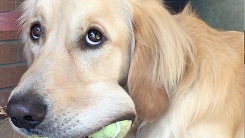 Golden Retriever Refuses To Share His Tennis Balls