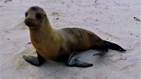Annoyed bull sea lion tells tourist with camera to scram