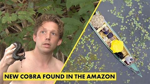 Animal star Jack Randall's surprise on an anaconda hunt