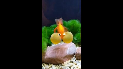 Fish holding its breath