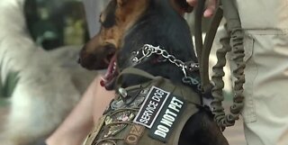 VETERAN'S VOICE: Pairing dogs with veterans