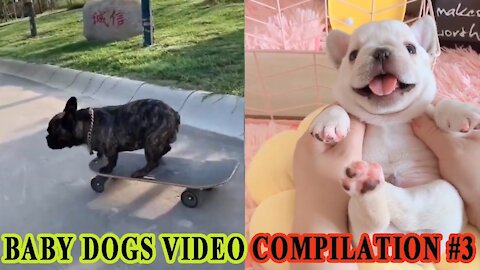 Video of Baby Dogs, Cute Pets and Funny Animals