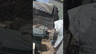 Farm cam. Mother hen tries to get chick back into nest