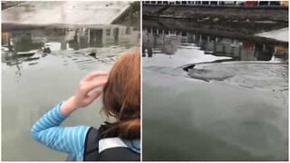 Kids spot shark during sailing class