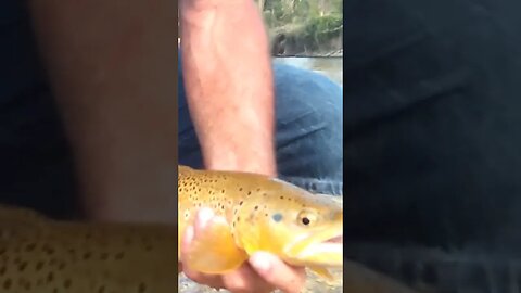 Beautiful fish! #trout #troutfishing #browntrout #wyoming #shortsvideo #shortsfeed #success #wild