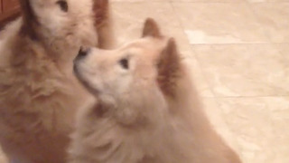 Two Cute Dogs Getting Treats Like A Professionals