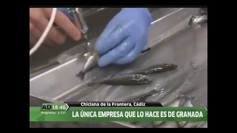 FISHES MADE FOR EATING ARE INJECTED☢️💉🐠WITH UNKNOWN SUBSTANCE AT A FISH FACTORY IN SPAIN⚠️ 🇪🇸🐟🏭🐚💫