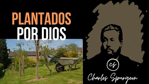 Plantados por Dios (Salmo 104:16) Devocional de hoy Charles Spurgeon