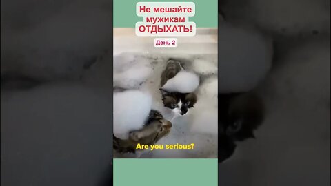 #shorts Смешные Коты Из Тик Тока 249 Funny Cats From Tiktok