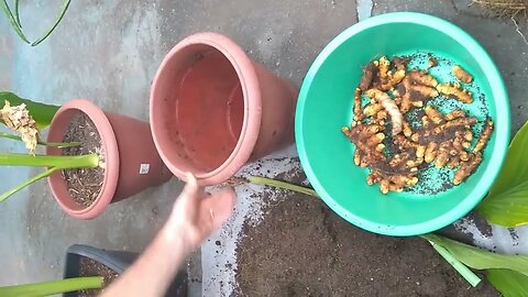 Cúrcuma sendo colhida - Ótimos benefícios para sua saúde do Açafrão da Terra