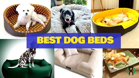 Dog and Cat playing - Best Cat beds -relaxing music 2022