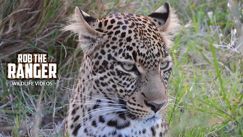 Olakira Female Leopard | Lalashe Maasai Mara Safari