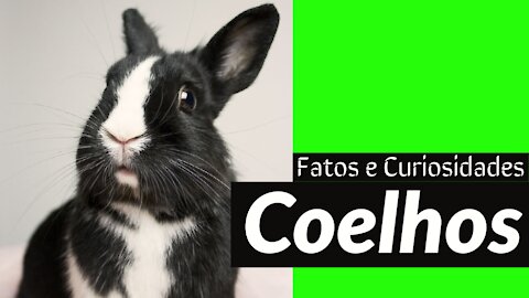 Coelhos - Bunny - Dicas, fatos e curiosidades - Animais domésticos