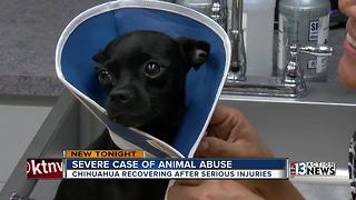 Dog rescue group calls cruelty case worst they've seen