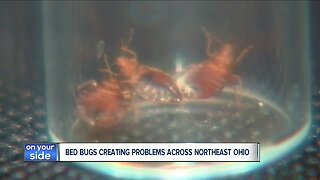Bed bugs creating big problems across northeast Ohio