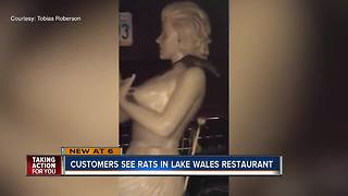 Video captures large rats scaling wall of Manny's Original Chophouse in Lake Wales