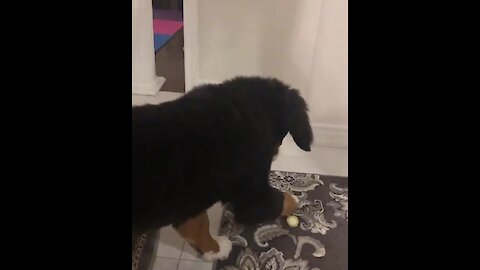 Bernese puppy absolutely baffled by lemon slice