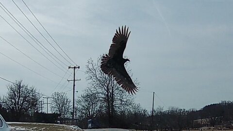 Huge Bird On Dashcam