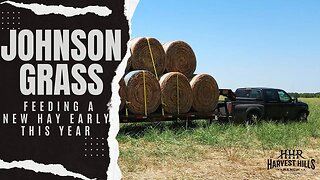 Johnson Grass - Feeding a New Hay Early This Year