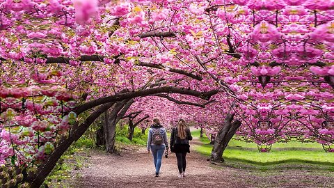 Most Beautiful Cherry Blossom in the World Free Stock Footage