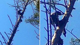 Mummified Man's Remains Found After Eight Month's, Hanging To A Tree-Seversk, Siberia