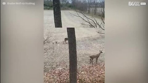 Ce cerf n'est pas dupe et réduit un leurre en poudre