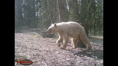 Bear Hunting Grand Slam: Unreal hunting situation ends with a blonde bear. Insane five minutes.