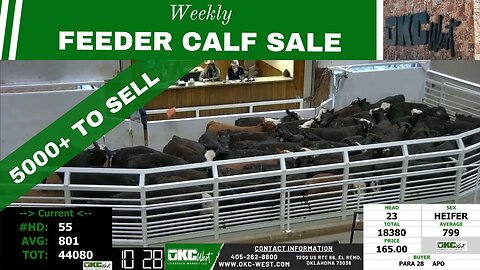 3/8/2023 - OKC West Feeder Calf Auction
